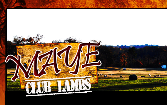 Maye Club Lambs