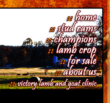 Maye Club Lambs