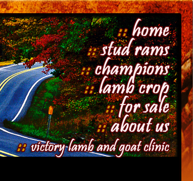 Maye Club Lambs